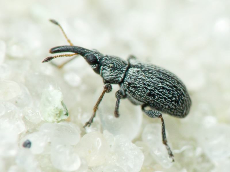 Squamapion elongatum (Germar, 1817)